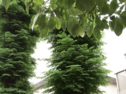 [JUY-015] 母の友人 佐々木あき【BVPP】 - 1of5