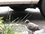 [CHN-042] 新・絶対的美少女、お貸しします。22 冬月かえで【破解】 - 1of5