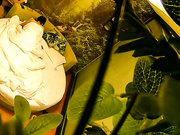 精品旅馆绿叶偷拍猥琐四眼仔把好友支走迫不及待和女友啪啪这女的貌似年纪比他大很多