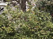 [JUX-870] 私を襲った逃げ場無き凌辱の日々…。 大島優香 - 4of5